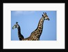 Two Giraffes Under Blue Sky by Anonymous