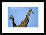 Two Giraffes Under Blue Sky by Anonymous