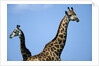 Two Giraffes Under Blue Sky by Anonymous