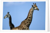 Two Giraffes Under Blue Sky by Anonymous