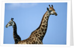 Two Giraffes Under Blue Sky by Anonymous