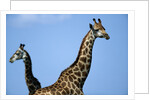 Two Giraffes Under Blue Sky by Anonymous