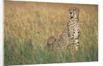 Cheetah with Cubs in Tall Grass by Anonymous