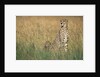 Cheetah with Cubs in Tall Grass by Anonymous
