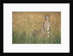 Cheetah with Cubs in Tall Grass by Anonymous