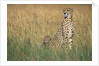 Cheetah with Cubs in Tall Grass by Anonymous