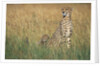 Cheetah with Cubs in Tall Grass by Anonymous