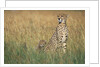Cheetah with Cubs in Tall Grass by Anonymous