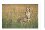 Cheetah with Cubs in Tall Grass by Anonymous