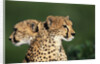 Two Cheetahs by Anonymous