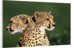 Two Cheetahs by Anonymous