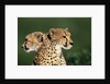 Two Cheetahs by Anonymous