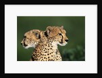 Two Cheetahs by Anonymous