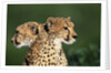 Two Cheetahs by Anonymous