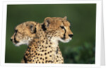 Two Cheetahs by Anonymous