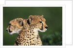 Two Cheetahs by Anonymous