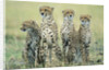 Four Cheetahs by Anonymous
