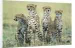 Four Cheetahs by Anonymous