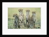 Four Cheetahs by Anonymous