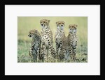 Four Cheetahs by Anonymous