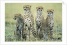 Four Cheetahs by Anonymous