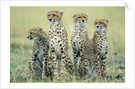 Four Cheetahs by Anonymous