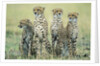 Four Cheetahs by Anonymous