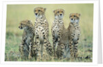 Four Cheetahs by Anonymous