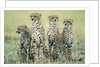 Four Cheetahs by Anonymous