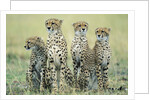Four Cheetahs by Anonymous