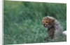 Cheetah Cub Lying in Grass by Anonymous