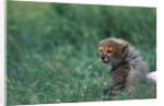 Cheetah Cub Lying in Grass by Anonymous