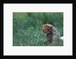 Cheetah Cub Lying in Grass by Anonymous