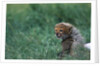 Cheetah Cub Lying in Grass by Anonymous