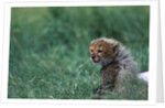 Cheetah Cub Lying in Grass by Anonymous
