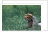 Cheetah Cub Lying in Grass by Anonymous