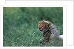 Cheetah Cub Lying in Grass by Anonymous