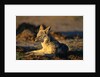 Blackbacked Jackal at Dawn by Anonymous