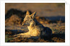 Blackbacked Jackal at Dawn by Anonymous