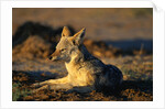 Blackbacked Jackal at Dawn by Anonymous