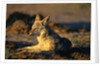 Blackbacked Jackal at Dawn by Anonymous