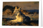 Blackbacked Jackal at Dawn by Anonymous