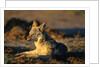 Blackbacked Jackal at Dawn by Anonymous