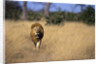 Lion Walking Through Grass by Anonymous