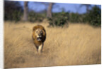 Lion Walking Through Grass by Anonymous