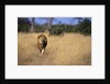 Lion Walking Through Grass by Anonymous