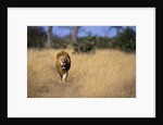Lion Walking Through Grass by Anonymous