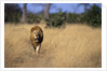 Lion Walking Through Grass by Anonymous