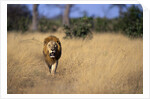 Lion Walking Through Grass by Anonymous