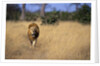 Lion Walking Through Grass by Anonymous